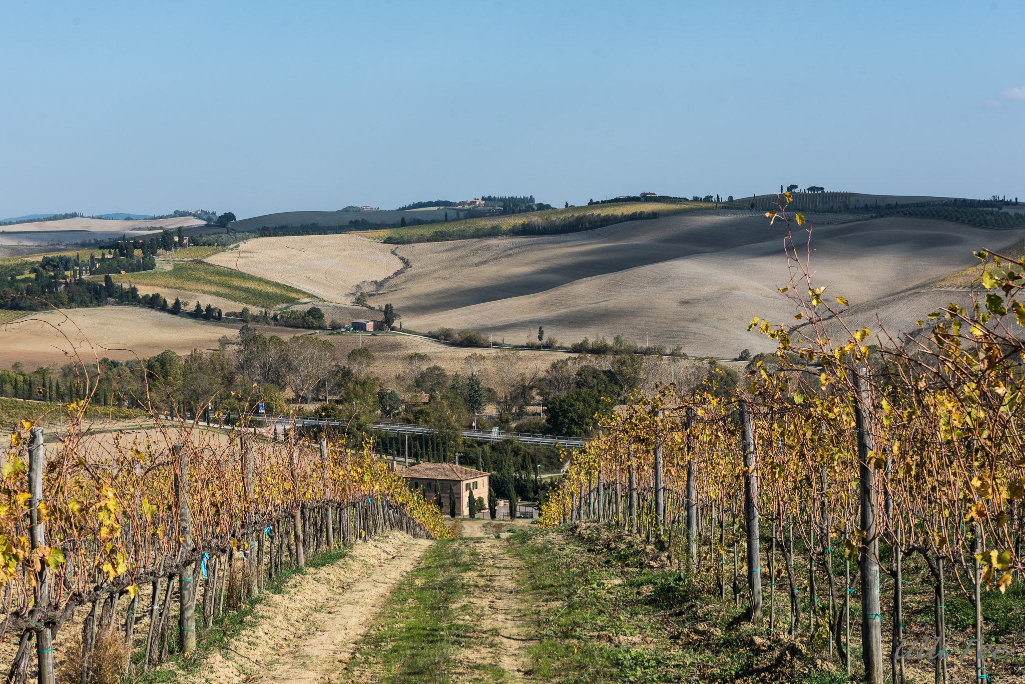 i vigneti col di lamo